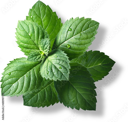 Mint leaves also known as pudina are a popular aromatic herb for its freshness with several health benefits.