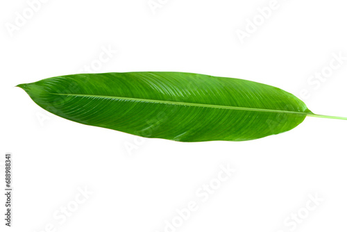  Heliconia leaves isolated on white background.