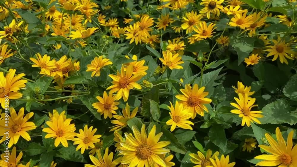 Shooting beautiful yellow flowers among greenery and leaves. field of yellow flowers. Shooting beautiful yellow flowers among greenery and leaves. field of yellow flowers.