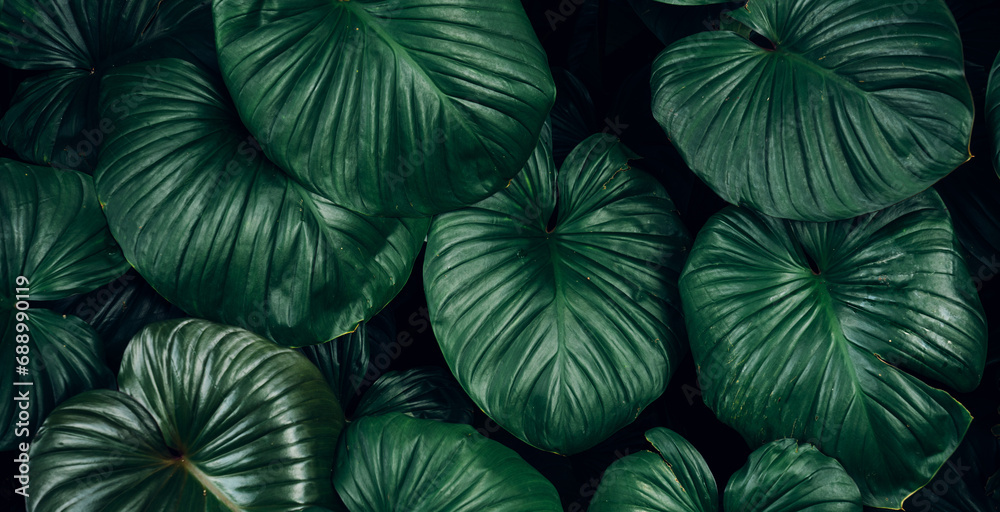 closeup nature view of tropical leaves background, dark nature concept. closeup nature view of tropical leaves background, dark nature concept.
