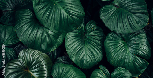 closeup nature view of tropical leaves background, dark nature concept.