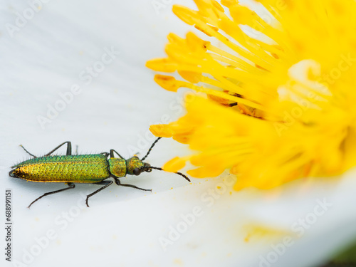 Canvastavla Dasytinae