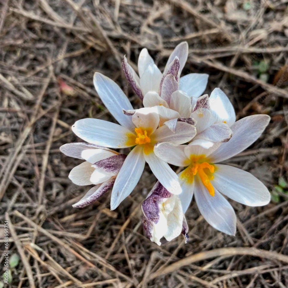 white crocus flower white crocus flower