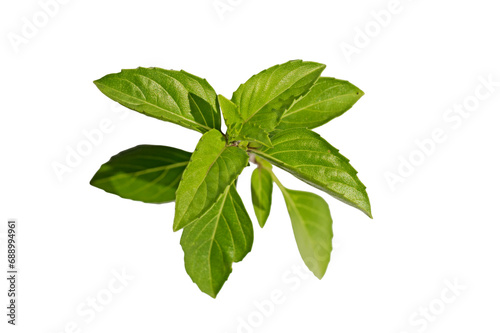 Green leaves of the basil (Ocimum basilicum), an aromatic culinary herb used in meals
