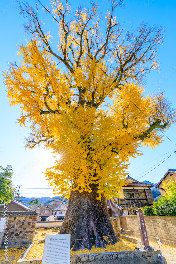 秋の有田の大公孫樹 佐賀県有田町 Ginkgo tree in Arita in autumn. Saga Pref, Arita town. 秋の有田の大公孫樹 佐賀県有田町 Ginkgo tree in Arita in autumn. Saga Pref, Arita town.