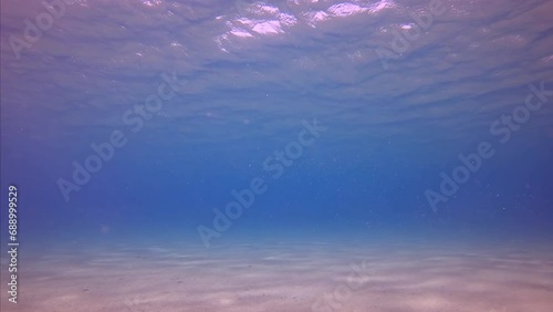 Slow motion, School of Silverside fish swims in blue water under surface over sandy seabed on sun glare in Mediterranean Sea photo