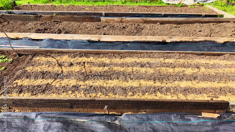 Planted rows of carrot or other plant seeds sprinkled with sawdust. Beds with even rows on an early spring day