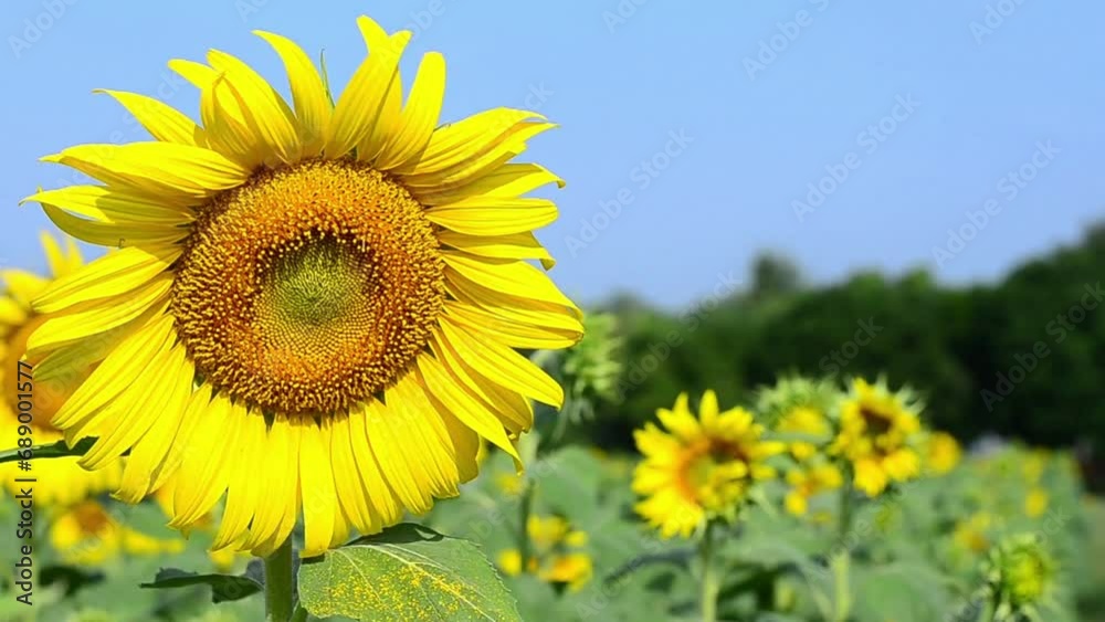 beautiful sunflowers in the blue sky background. Blooming sunflower close-up beautiful sunflowers in the blue sky background. Blooming sunflower close-up