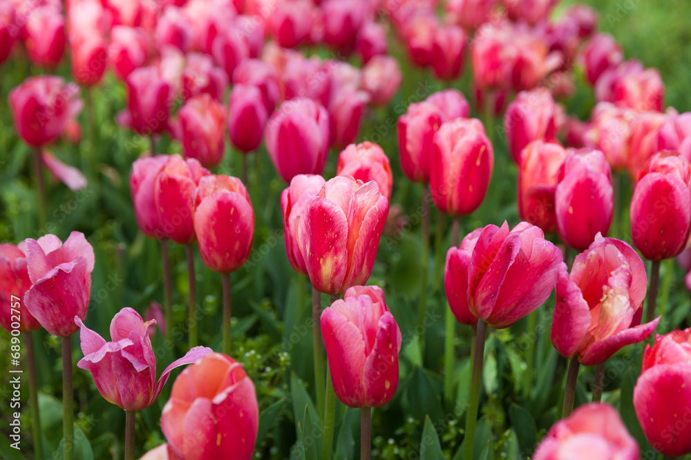 Beautiful flowers tulips in a flower bed as a background