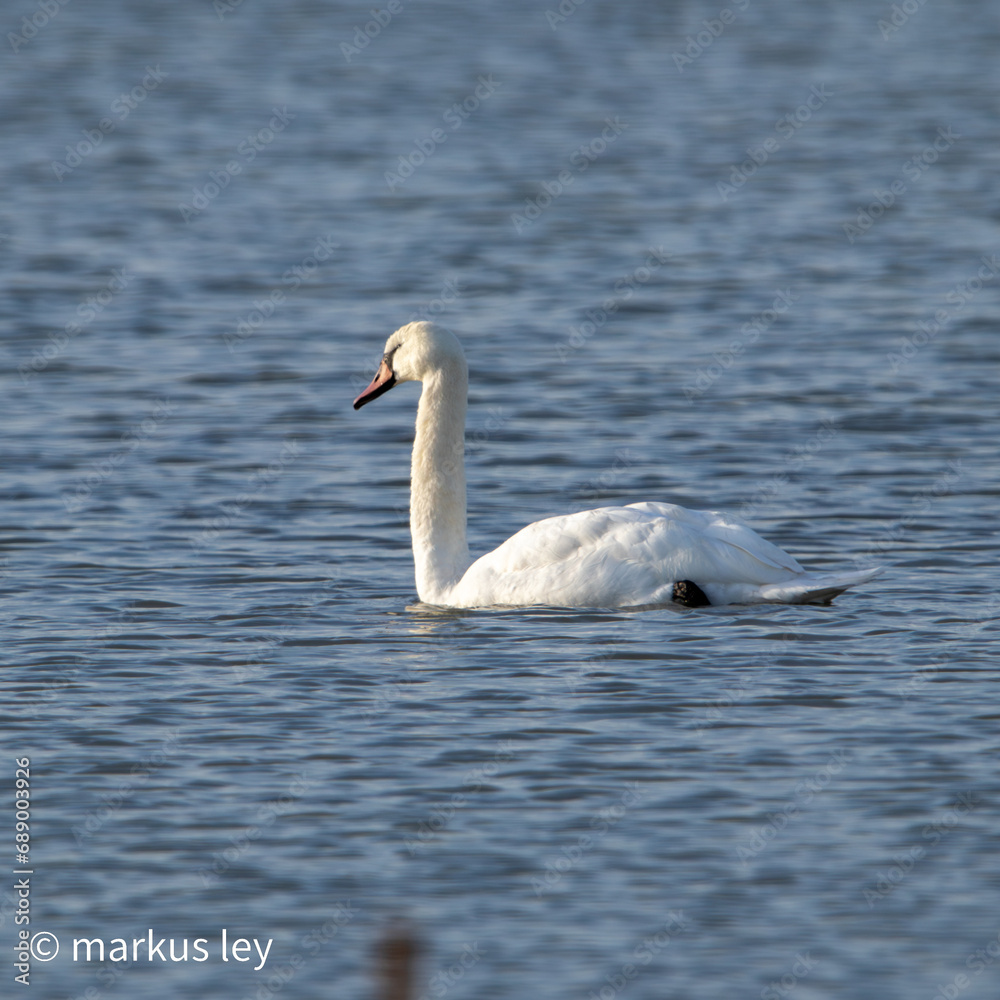 Bird Wasser 
