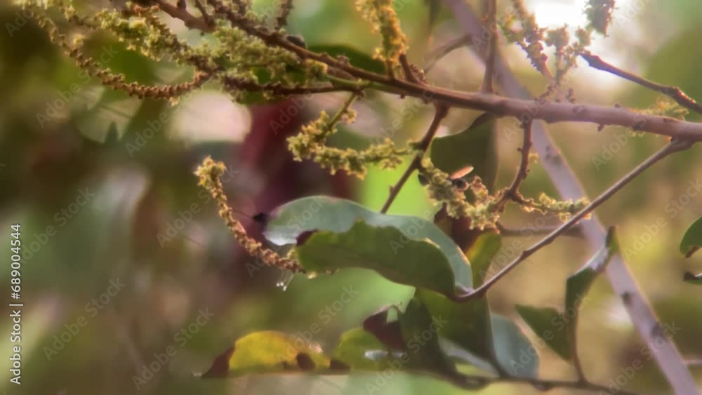 macro view of fly on sterculia guttata flower tree in 4k still zoom footage macro view of fly on sterculia guttata flower tree in 4k still zoom footage