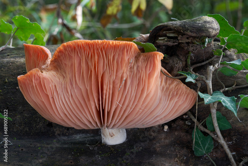 Rare mushroom Rhodotus palmatus  on the wood. Known as Wrinkled Peach. Wild pink mushroom in floodplain forest. photo