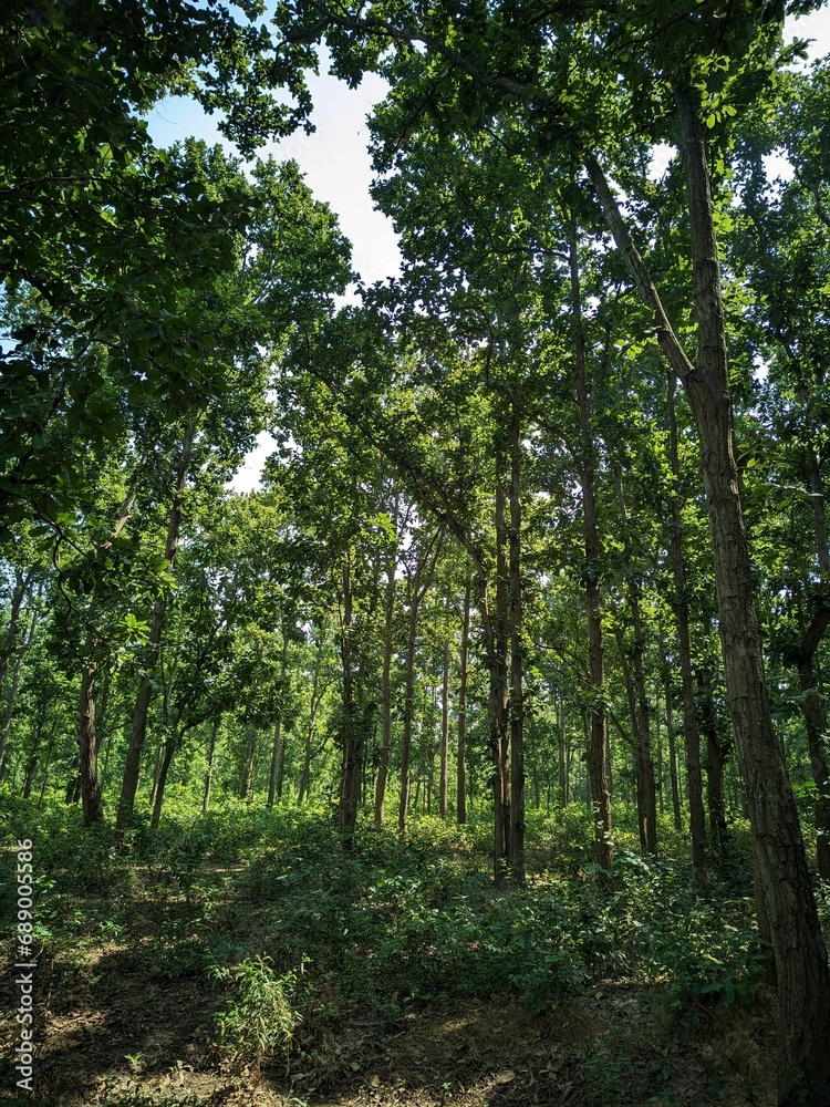 Fototapeta premium a wooded area with lots of tall trees and bushes growing on the other side