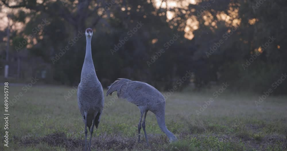 Sandhill cranes grazing in field at dusk Sandhill cranes grazing in field at dusk