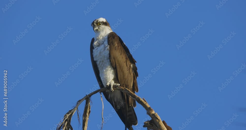 Osprey perched on tree branch illuminated in sunlight Osprey perched on tree branch illuminated in sunlight