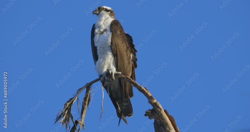 Osprey perched on small branch full body watching Osprey perched on small branch full body watching