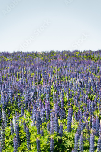 lavender field in new zealand