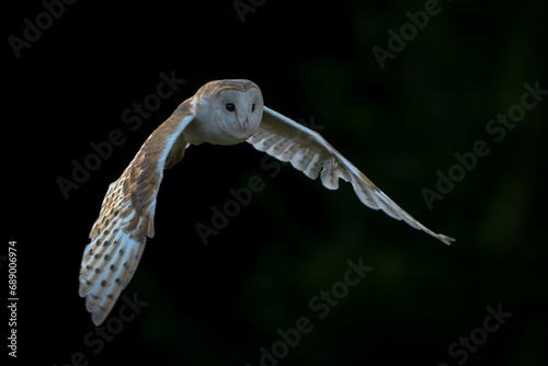 Flying Barn owl (Tyto alba) in flight, hunting. Dark background. Noord Brabant in the Netherlands.                                        