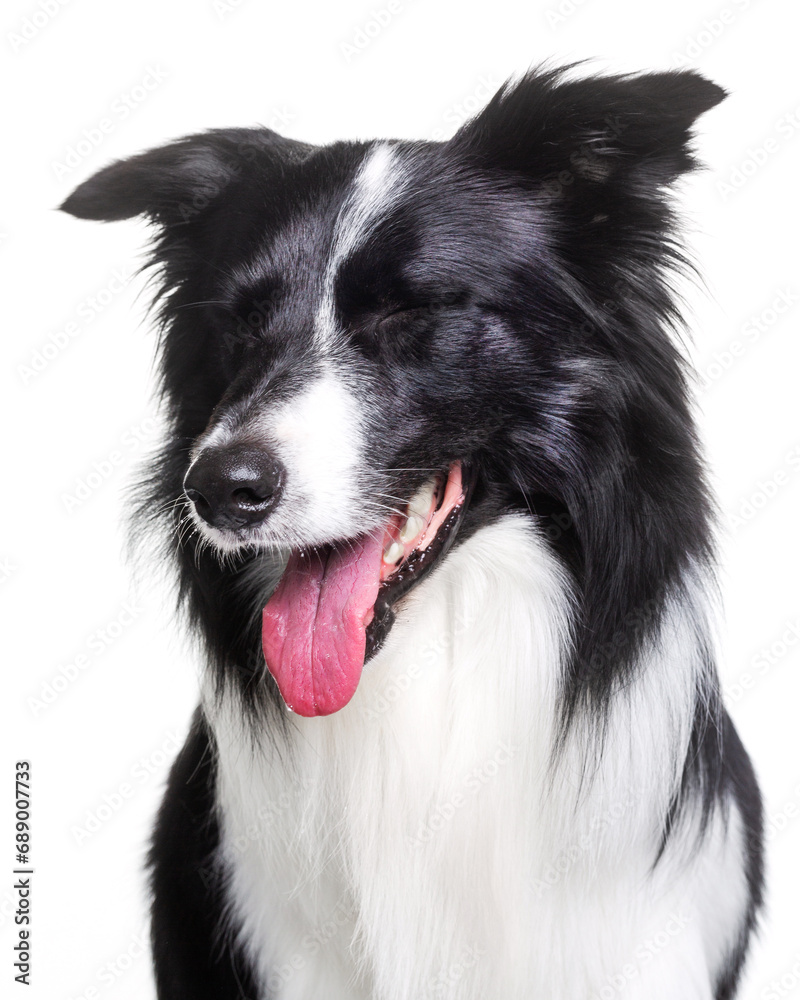 Border collie, dog, smile, on a white background, isolate