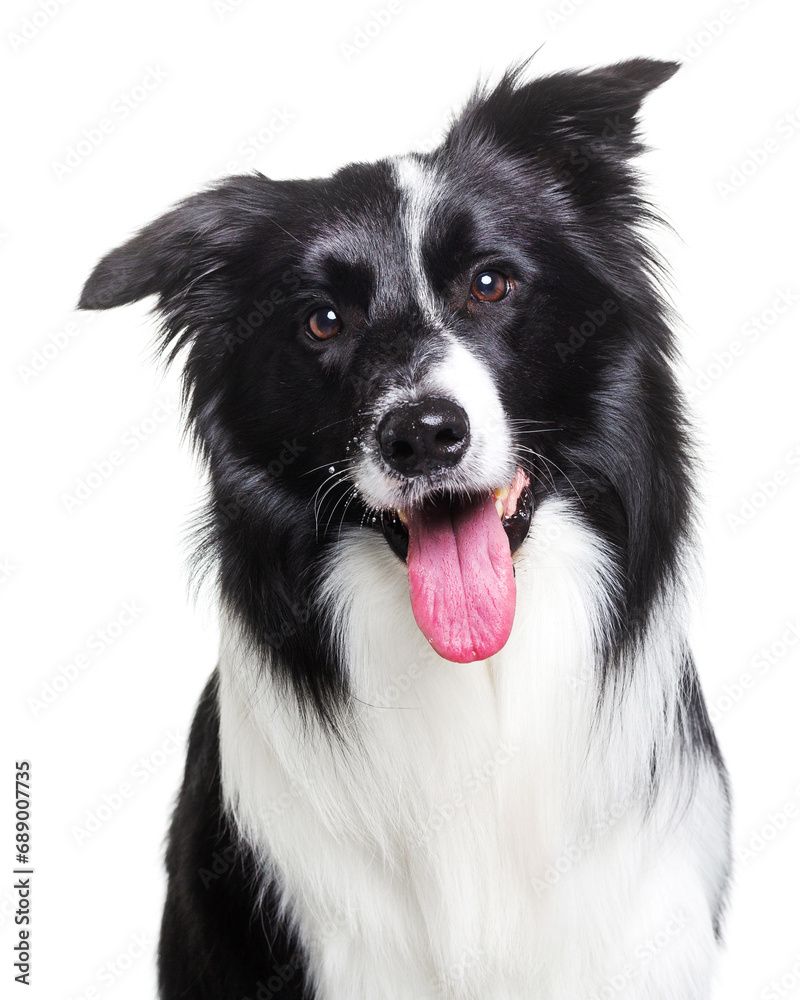 Border collie, dog, smile, portrait on a white background, isolate Border collie, dog, smile, portrait on a white background, isolate