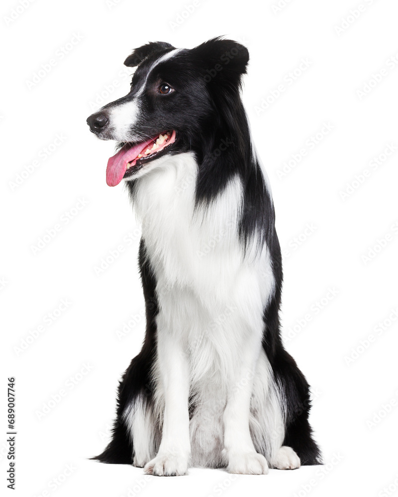 Border Collie, dog, smile, sitting on a white background, isolate