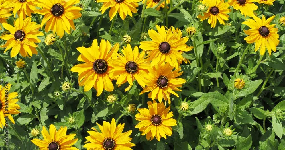 Bedding of Black-eyed Susan (Rudbeckia hirta) with yellow flower heads on upright stems with basal green hairy foliage swaying gracefully with the wind Bedding of Black-eyed Susan (Rudbeckia hirta) with yellow flower heads on upright stems with basal green hairy foliage swaying gracefully with the wind