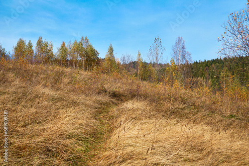 Bright golden colors. Field path leading to the autumn forest.  © Igor