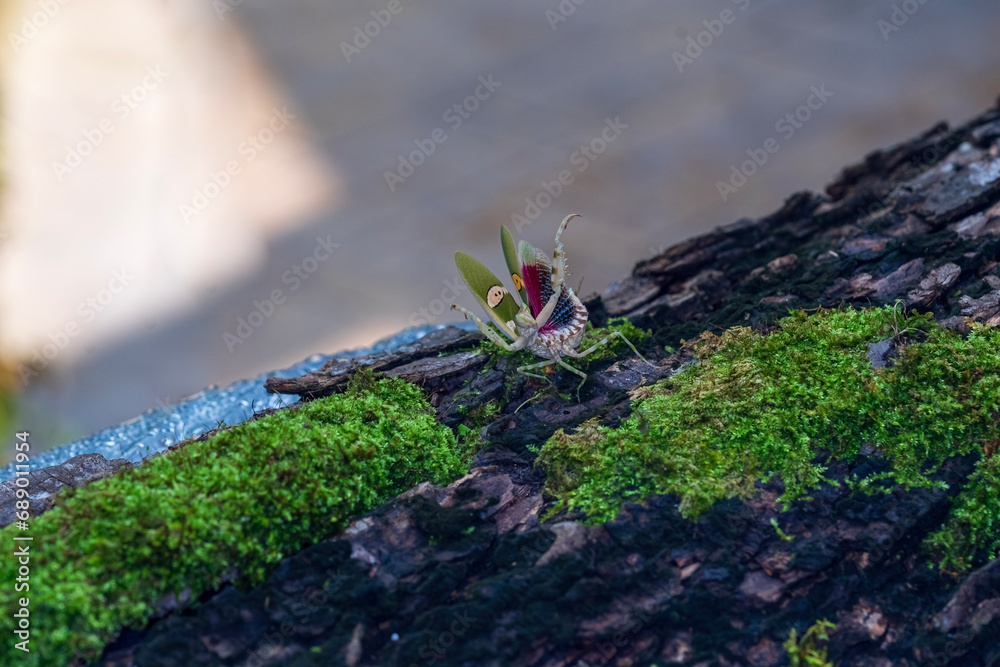Flower mantis Defense. The praying mantis was standing on a mossy log. Thailand. Flower mantis Defense. The praying mantis was standing on a mossy log. Thailand.