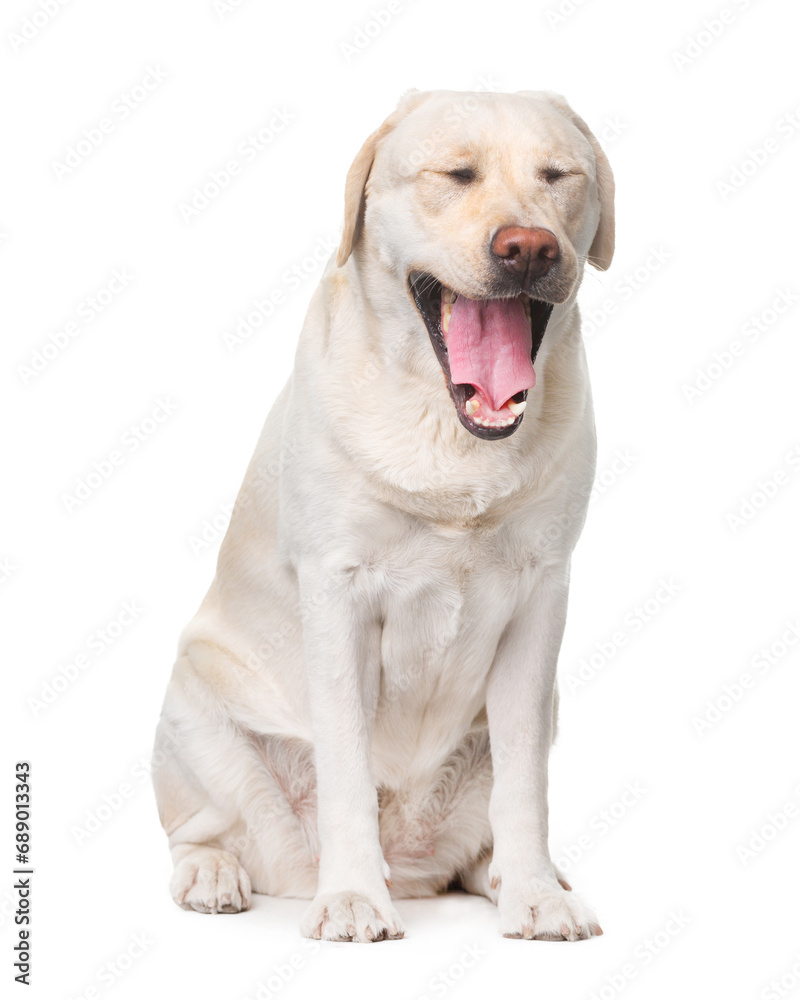 Labrador, dog, yawning, smiling, sitting on a white background, isolate Labrador, dog, yawning, smiling, sitting on a white background, isolate