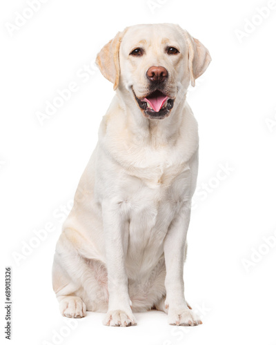 Labrador  dog  smile  sitting on a white background  isolate