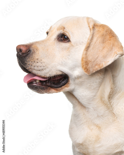 Fototapeta Naklejka Na Ścianę i Meble -  Labrador, dog, smile, portrait looking to the side on a white background, isolate