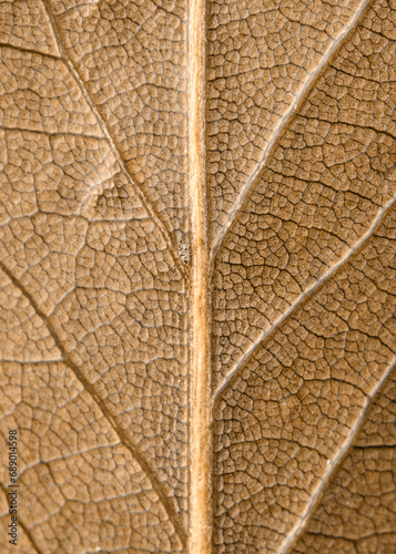 Macro photo of a dried bay leaf