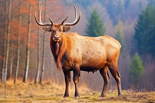 Wild vapiti elk standing in forest and looking at camera. Generative AI