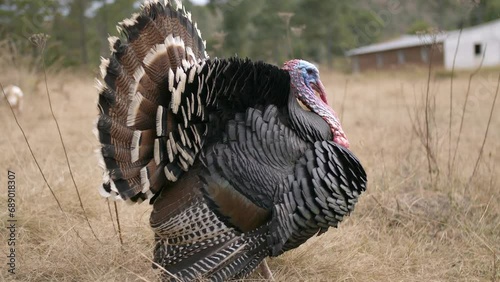 Holiday Thanksgiving food hunting nature animals