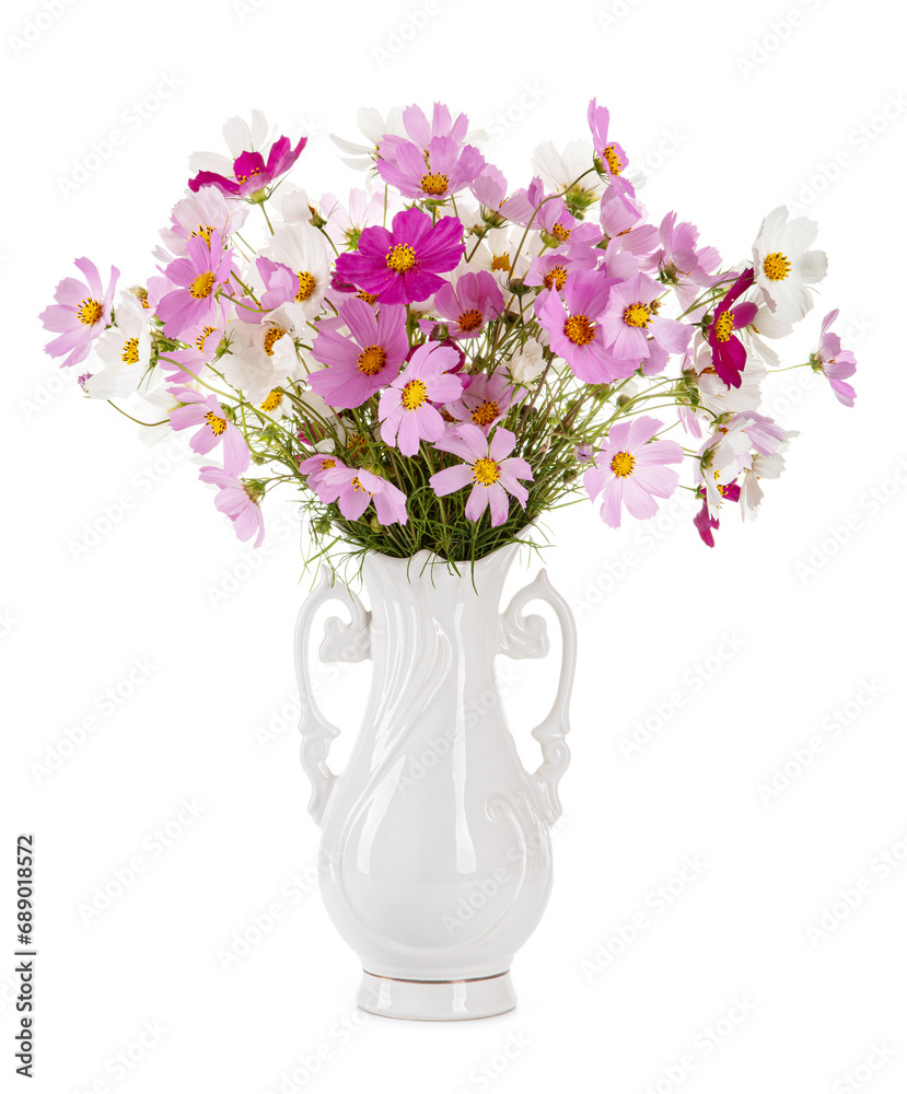 Cosmos flowers in a white vase isolated