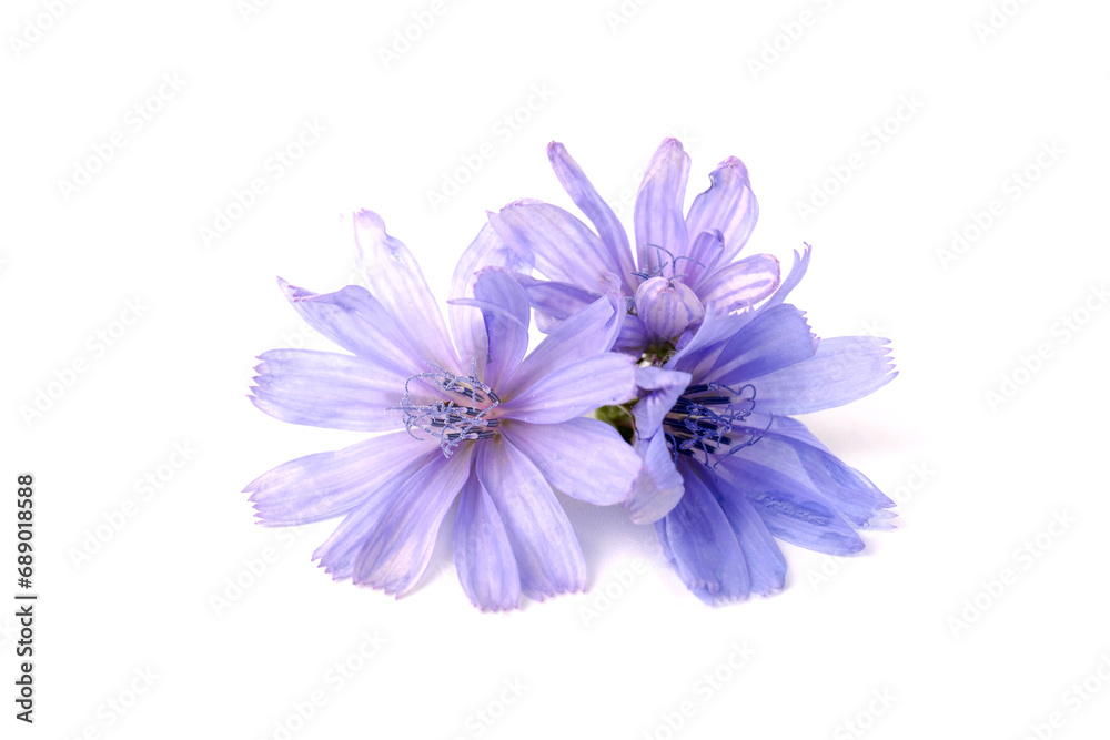 Cichorium intybus - common chicory flowers isolated on white background. Flowers of chicory for package design. Cichorium intybus - common chicory flowers isolated on white background. Flowers of chicory for package design.