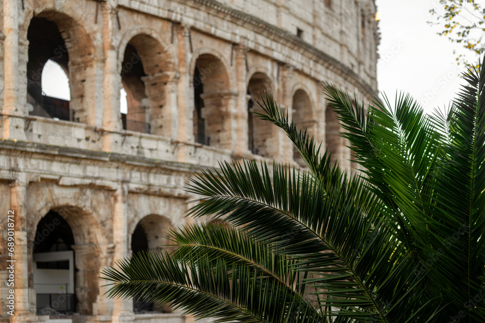 Palmier devant le Colisée à Rome