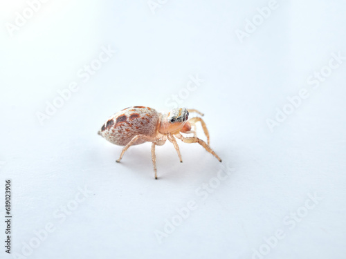 small jumping spider on a white background