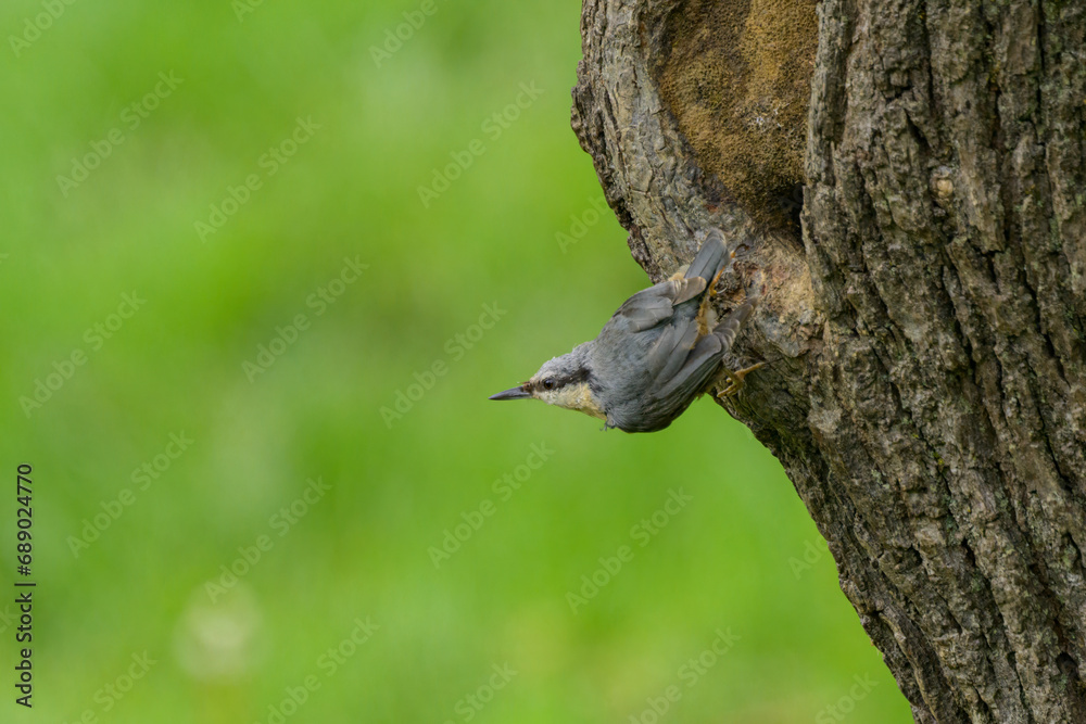 A Eurasian Nuthatch sitting on a tree A Eurasian Nuthatch sitting on a tree