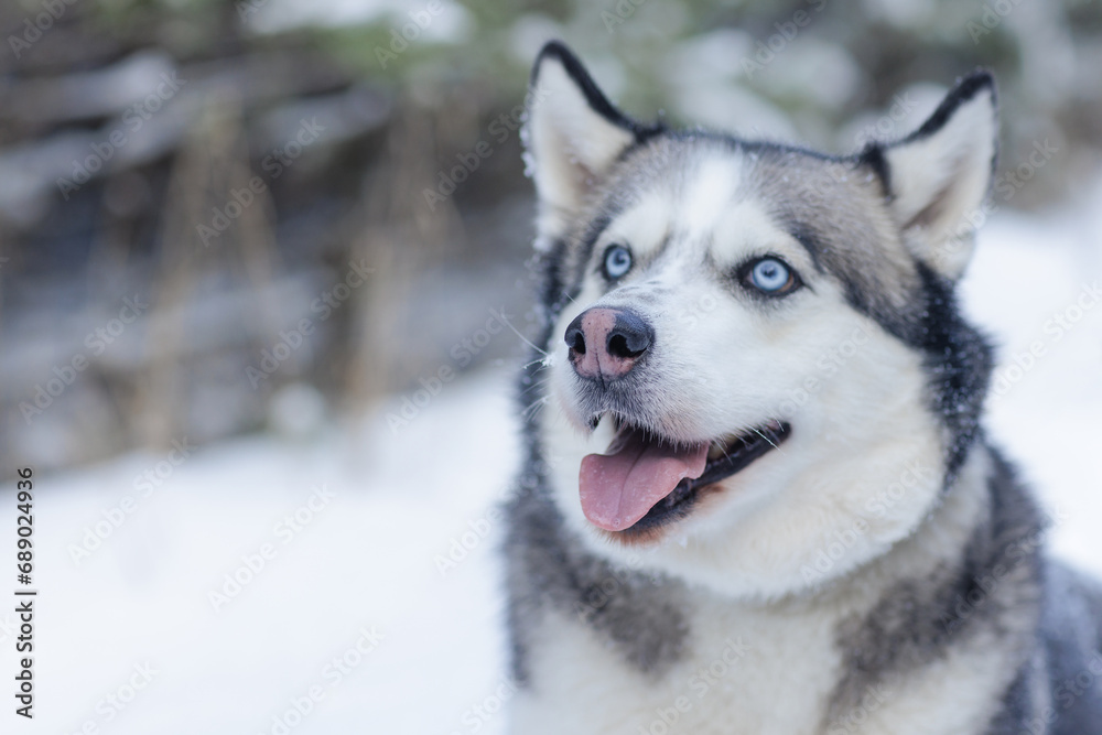 snow dog Husky in the snow on the background of the forest, snowy forest and dog
