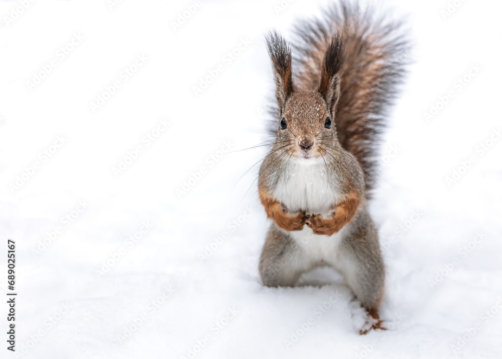 red squirrel with fluffy tail stand on white snow and look to camera.