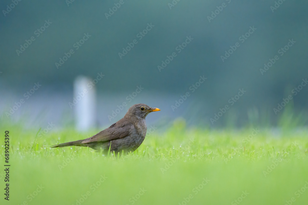 A blackbird looking for food on the ground A blackbird looking for food on the ground