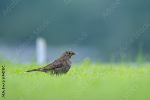 A blackbird looking for food on the ground