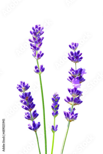Flowering Branches of Purple Lavender with Background Removed