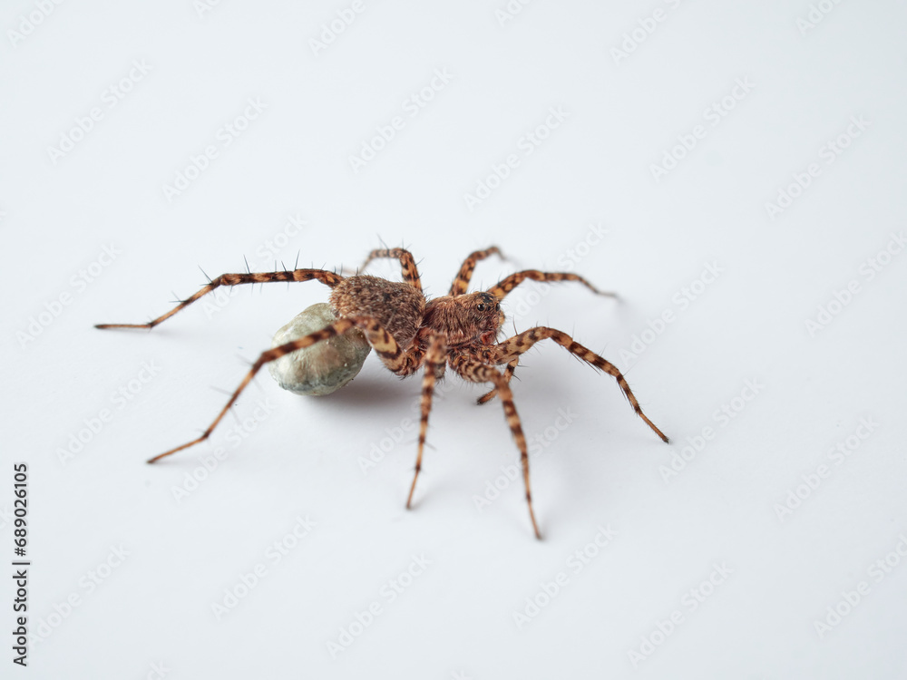 Wolf spider with eggs on the abdomen on a white background Wolf spider with eggs on the abdomen on a white background