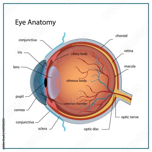Eye anatomy with labeled structure scheme for human optic outline diagram. Educational physiological and medical sight infographic with side and front view for retina lens study vector illustration.