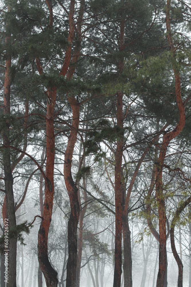 Fototapeta premium Winter forest with fir trees. Beautiful winter forest in the fog
