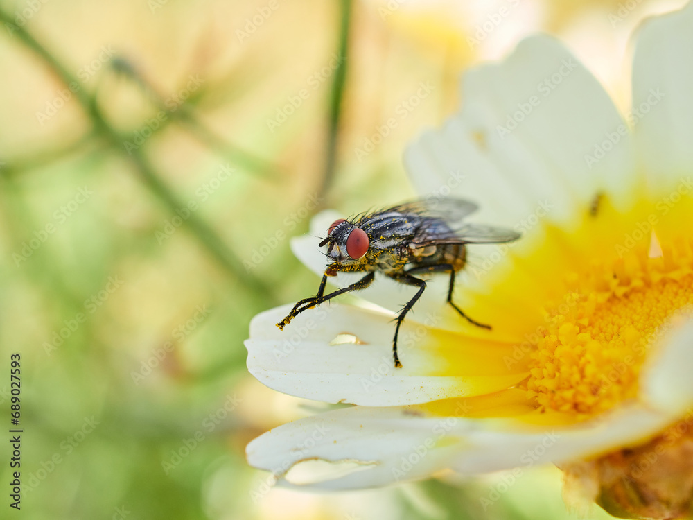 Fly on a flower in a natural environment. Oestroid