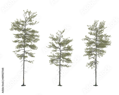isolated pine tree on transparent background