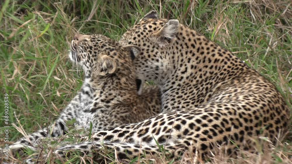 A female leopard lies in the savanna grass and grooms her cub. Close up shot. A female leopard lies in the savanna grass and grooms her cub. Close up shot.